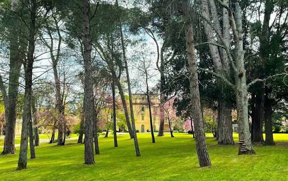 Parco di Villa Fontedamo in primavera: prato verde, pini alti e alberi fioriti di rosa, con la villa sullo sfondo fra i tronchi.